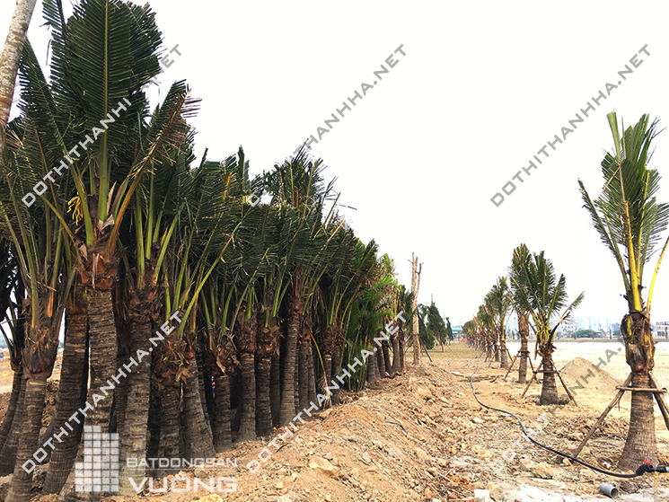 bán liền kề Thanh Hà Mường Thanh Cienco 5